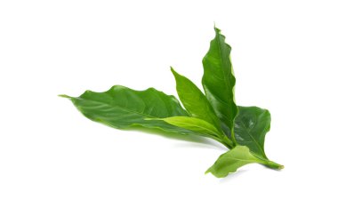 Yaprak yeşil ve beyaz arka plan üzerinde izole dalları.