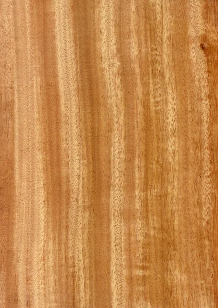 Primer Plano Grano Madera Natural Real Fondo Chapa Textura Patrón —  Fotos de Stock