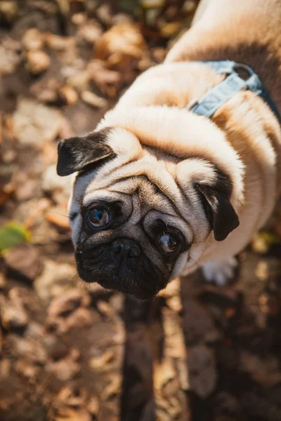 Leuke pug portret op de achtergrond van de herfst gebladerte in het park — Stockfoto