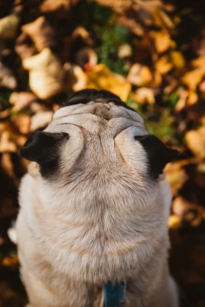 Pug vue de dessus sur le fond du feuillage d'automne — Photo