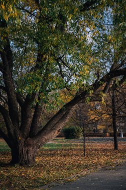 Sonbahar parkında yaprakları dökülmüş büyük bir ağaç.