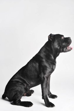 Yakın çekim siyah mastif beyaz üzerine izole