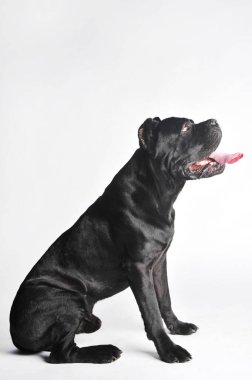 Yakın çekim siyah mastif beyaz üzerine izole