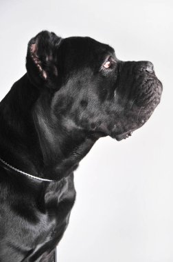 Yakın plan siyah mastiff köpek portresi beyaz üzerinde izole