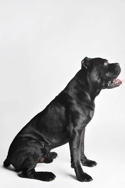 Yakın çekim siyah mastif beyaz üzerine izole