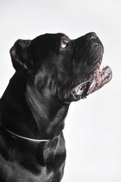 Close-up zwart mastiff hond portret geïsoleerd op wit — Stockfoto