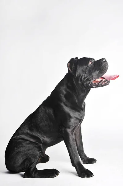 Close-up zwart mastiff geïsoleerd op wit — Stockfoto