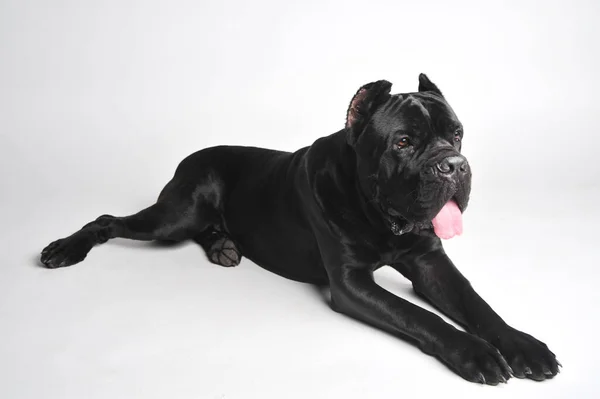 Close-up zwart mastiff ligt geïsoleerd op wit — Stockfoto
