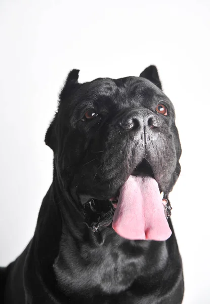 Close-up zwart mastiff hond portret geïsoleerd op wit — Stockfoto