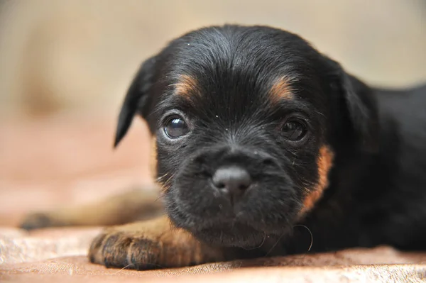 Bonitos cachorros retrato de um Jagdterrier — Fotografia de Stock