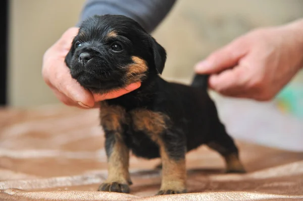 Lindo cachorro de un Jagdterrier — Foto de Stock