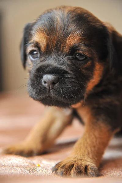 Lindo retrato de cachorros de un Jagdterrier — Foto de Stock