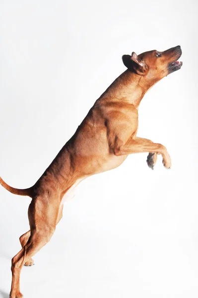 Rodezya Sırtı beyaz arka planda izole edildi