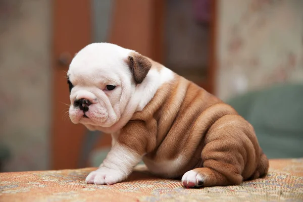 Carino piccolo americano bulldog cucciolo — Foto Stock