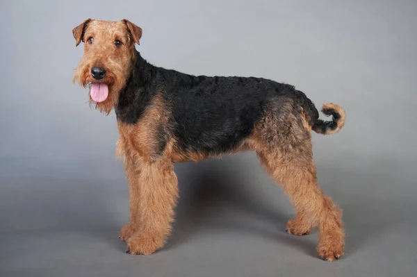 Airedale Terrier fica na frente de fundo cinza — Fotografia de Stock