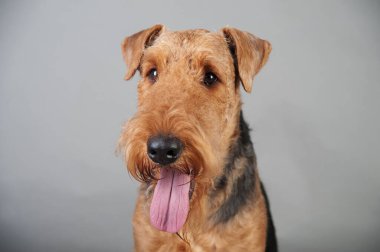 Gri arkaplan önünde şirin bir Terrier portresi