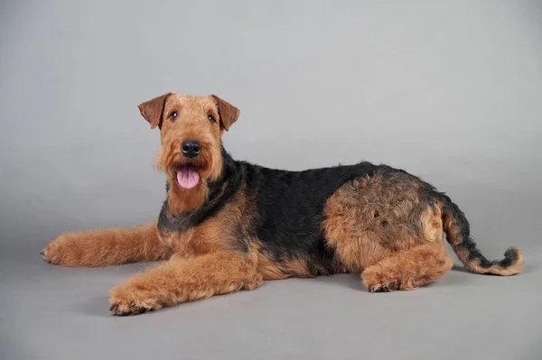 Airedale Terrier lies in front of grey background