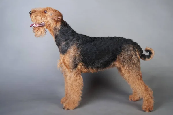 Airedale Terrier fica na frente de fundo cinza — Fotografia de Stock