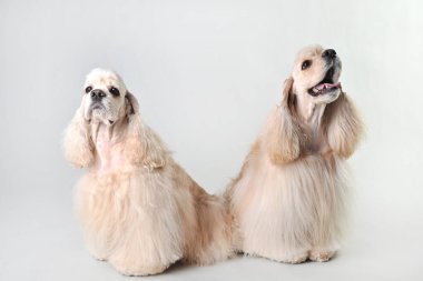 Stüdyoda beyaz arka planda iki yavru geyik çoban köpeği.