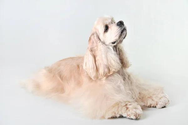 Yavru bir cocker spaniel beyaz bir arka planda yatar