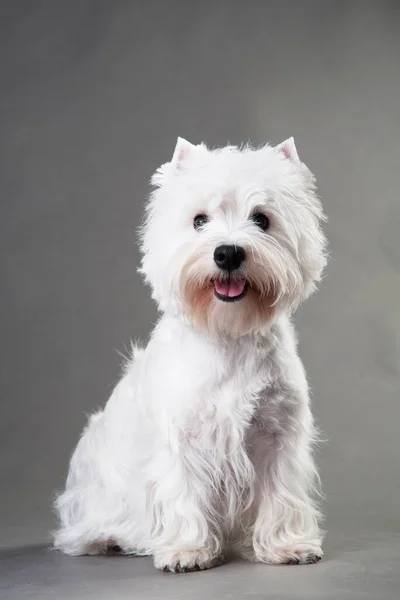 Young West Highland White Terrier op een grijze achtergrond — Stockfoto