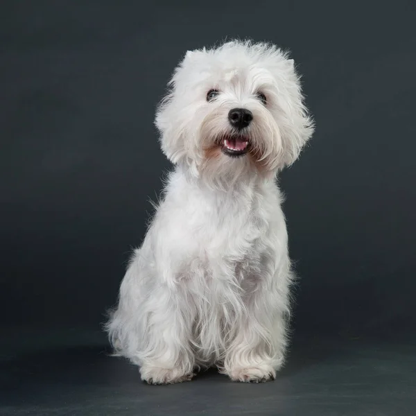 Genç Batı Highland Beyaz Teriyeri gri bir arka planda