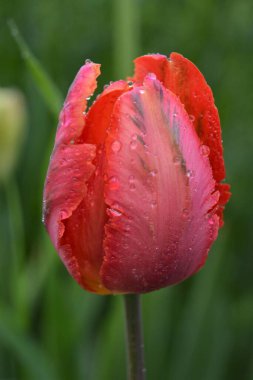 Harika lale fuşya rengi.