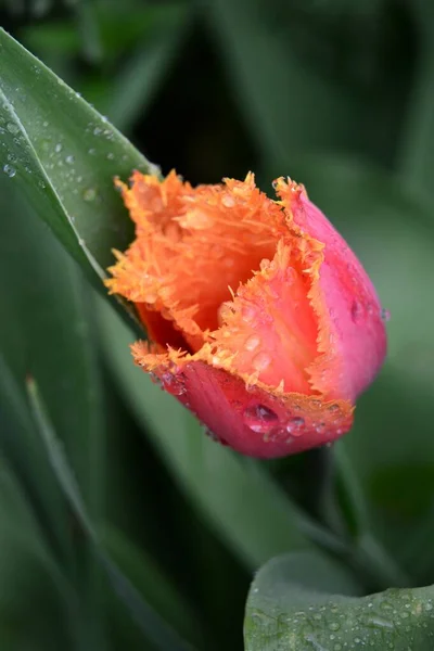 wonderful tulip fuchsia color