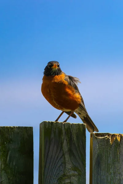 American Robin Old Wooden Fence Afternoon Light — Stock Photo, Image