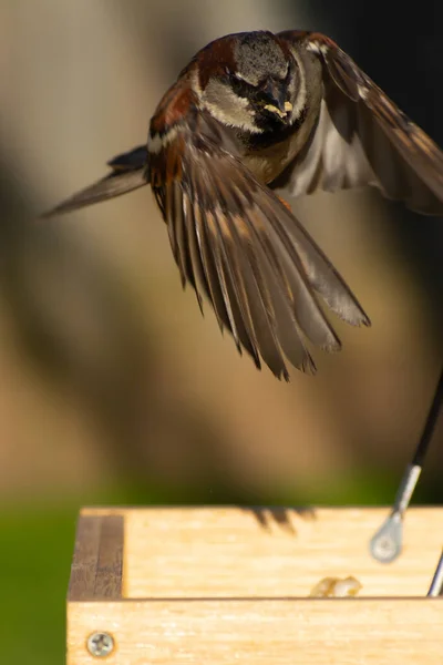 Male House Sparrow Alimentador Pássaros Jardim Luz Manhã — Fotografia de Stock