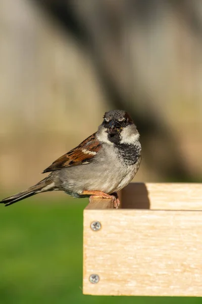 Male House Sparrow Alimentador Pássaros Jardim Luz Manhã — Fotografia de Stock