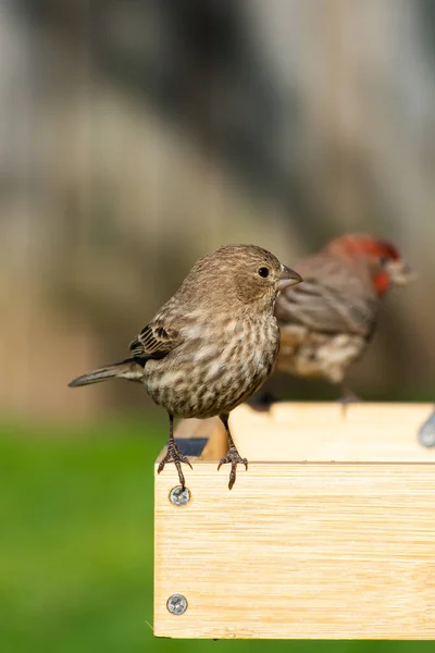 Female House Finch Alimentador Pássaros Jardim Luz Manhã — Fotografia de Stock