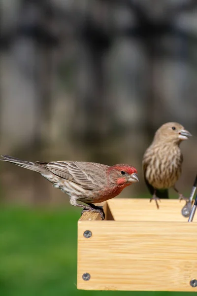 Male House Finch Alimentador Pássaros Jardim Luz Manhã — Fotografia de Stock