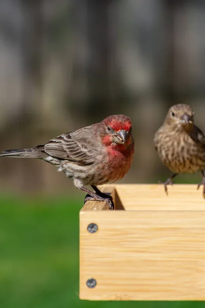 Male House Finch Alimentador Pássaros Jardim Luz Manhã — Fotografia de Stock