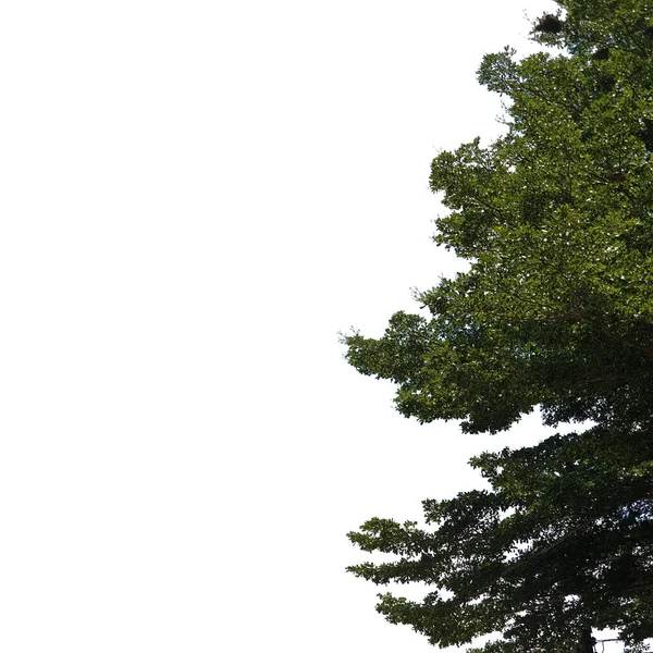 Πράσινο Δέντρο Φύλλων Απομονωμένο Λευκό Φόντο Στη Δεξιά Πλευρά Της Royalty Free Εικόνες Αρχείου