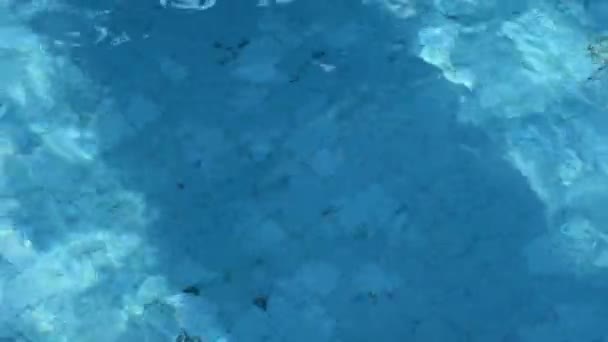 Güneşli Bir Günde Yüzen Kukunun Içindeki Dalgası — Stok video