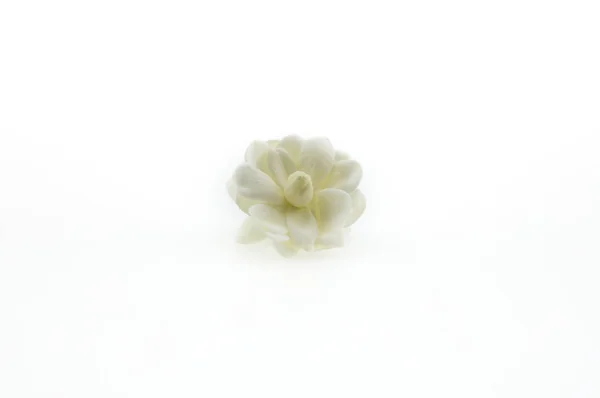 Jasminum sambac flower on White Background — Stock Photo, Image