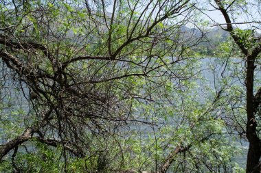 Sahilde büyüyen bir ağacın dalları arasından göl manzaralı bir fotoğraf.