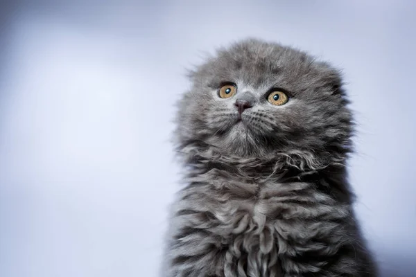 Pequeno Britânico Dobra Gatinho Com Cabelos Grisalhos Fundo Branco — Fotografia de Stock