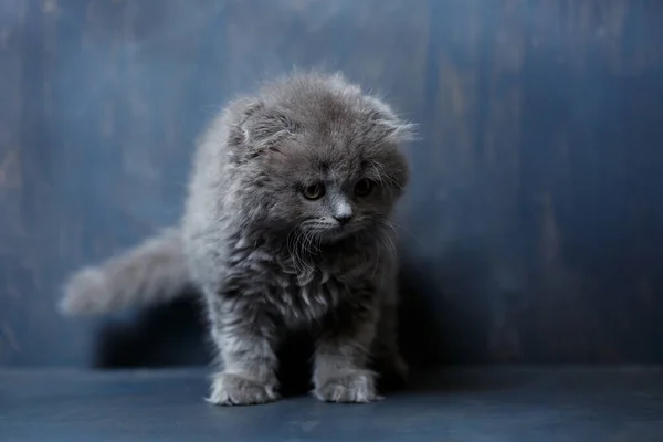 Сірий Маленький Кіт Породи Шотландська Зграя Грає Сірому Фоні — стокове фото