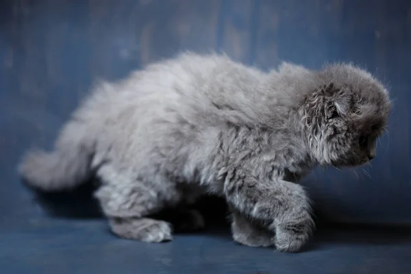 Grigio Piccolo Gatto Razza Scozzese Piega Gioca Uno Sfondo Grigio — Foto Stock