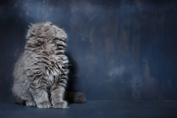 Gris Pequeño Gato Crianza Escocés Pliegue Juega Gris Fondo — Foto de Stock