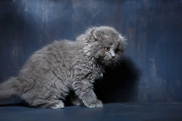 Grigio Piccolo Gatto Razza Scozzese Piega Gioca Uno Sfondo Grigio — Foto Stock