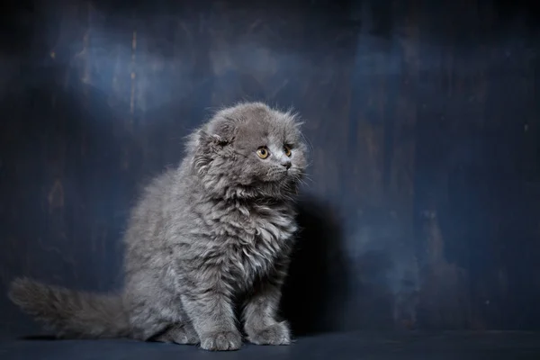 Grigio Piccolo Gatto Razza Scozzese Piega Gioca Uno Sfondo Grigio — Foto Stock