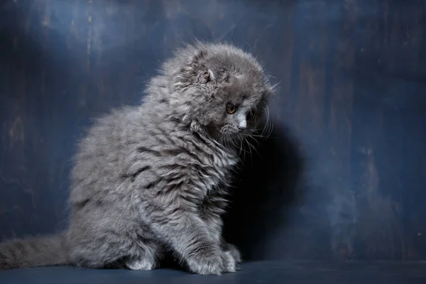 Graue Kleine Katze Der Rasse Scottish Fold Spielt Auf Grauem — Stockfoto
