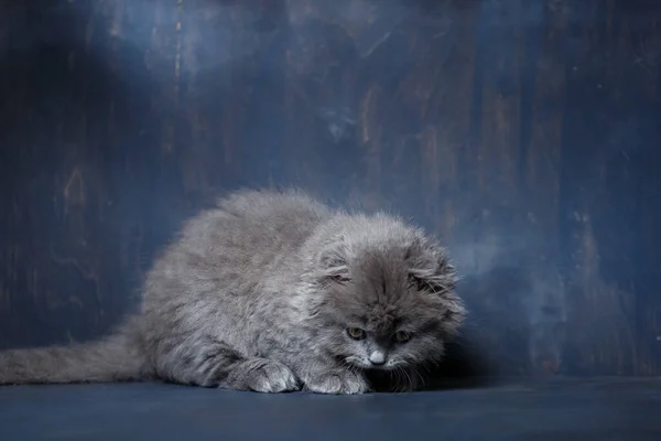 Grigio Piccolo Gatto Razza Scozzese Piega Gioca Uno Sfondo Grigio — Foto Stock