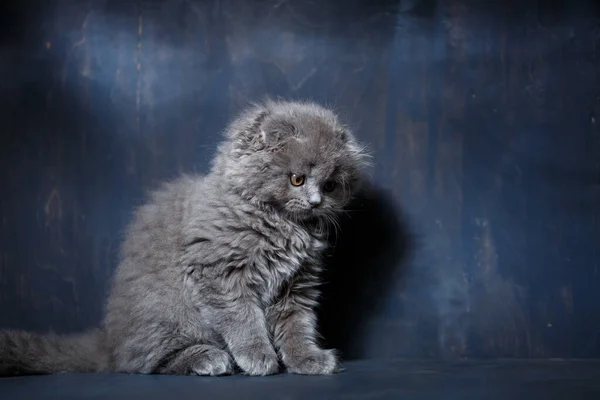 Grigio Piccolo Gatto Razza Scozzese Piega Gioca Uno Sfondo Grigio — Foto Stock