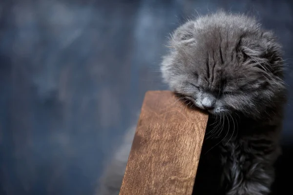 Pequeno Britânico Dobra Gatinho Mordisca Suporte Telefone Madeira — Fotografia de Stock