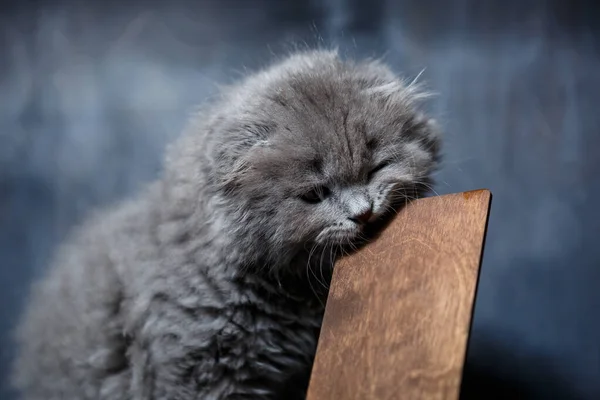 Pequeno Britânico Dobra Gatinho Mordisca Suporte Telefone Madeira — Fotografia de Stock