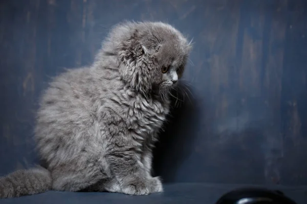 Klein Brits Vouw Kitten Speelt Met Een Computer Muis — Stockfoto